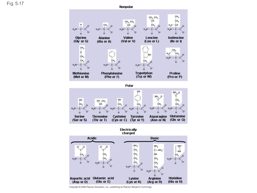 Fig. 5-17 Nonpolar Glycine (Gly or G) Alanine (Ala or A) Valine (Val or